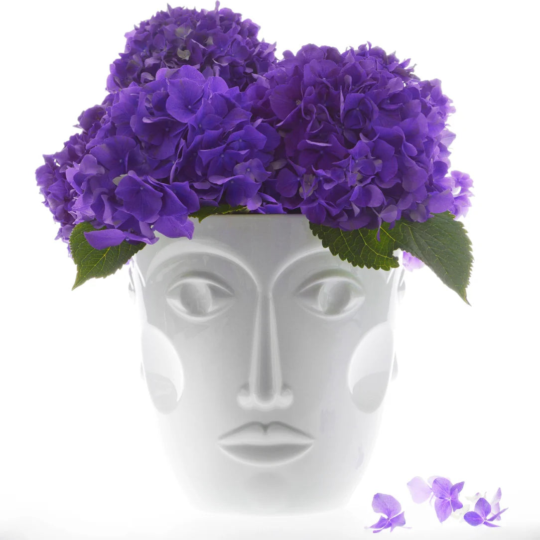 وجوه الشمبانيا المبردة، بيضاء